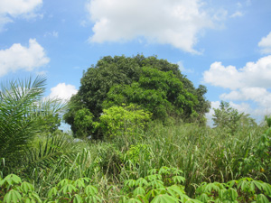 Moringa-Baum